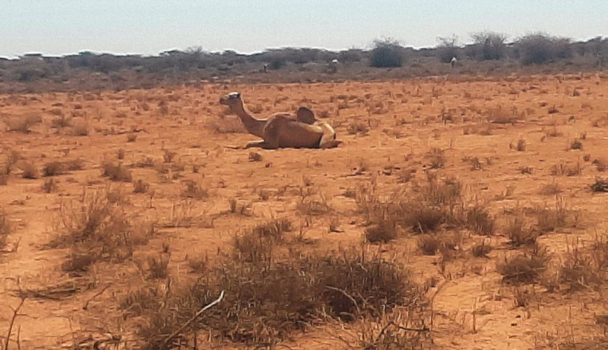 La sequía en Somalia afecta a las familias.