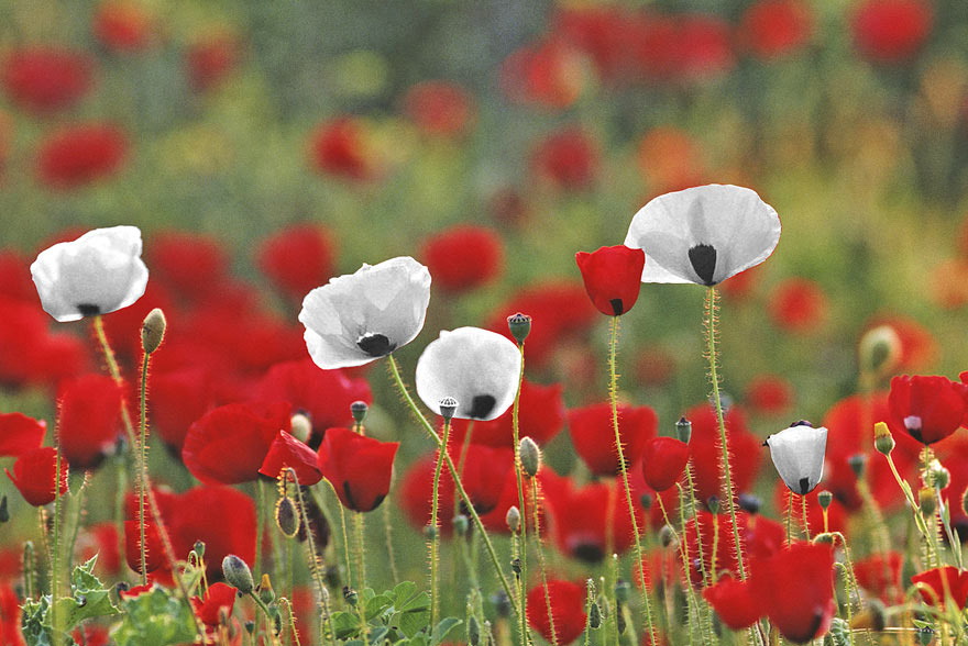 Imagen de un campo de amapolas blancas